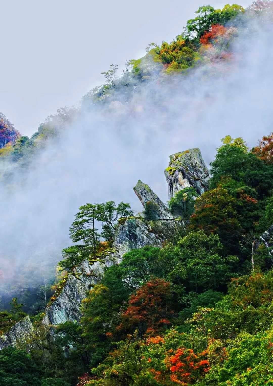  自然保护|醉美秋色 四川青川唐家河红叶已上线