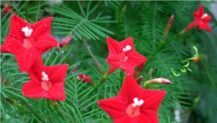 好养易爆盆的几种花卉，不怕冷不怕热，开花漂亮花期长