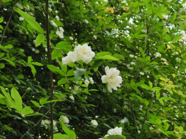 木香花开如瀑，快来宝鸡炎帝园打卡吧