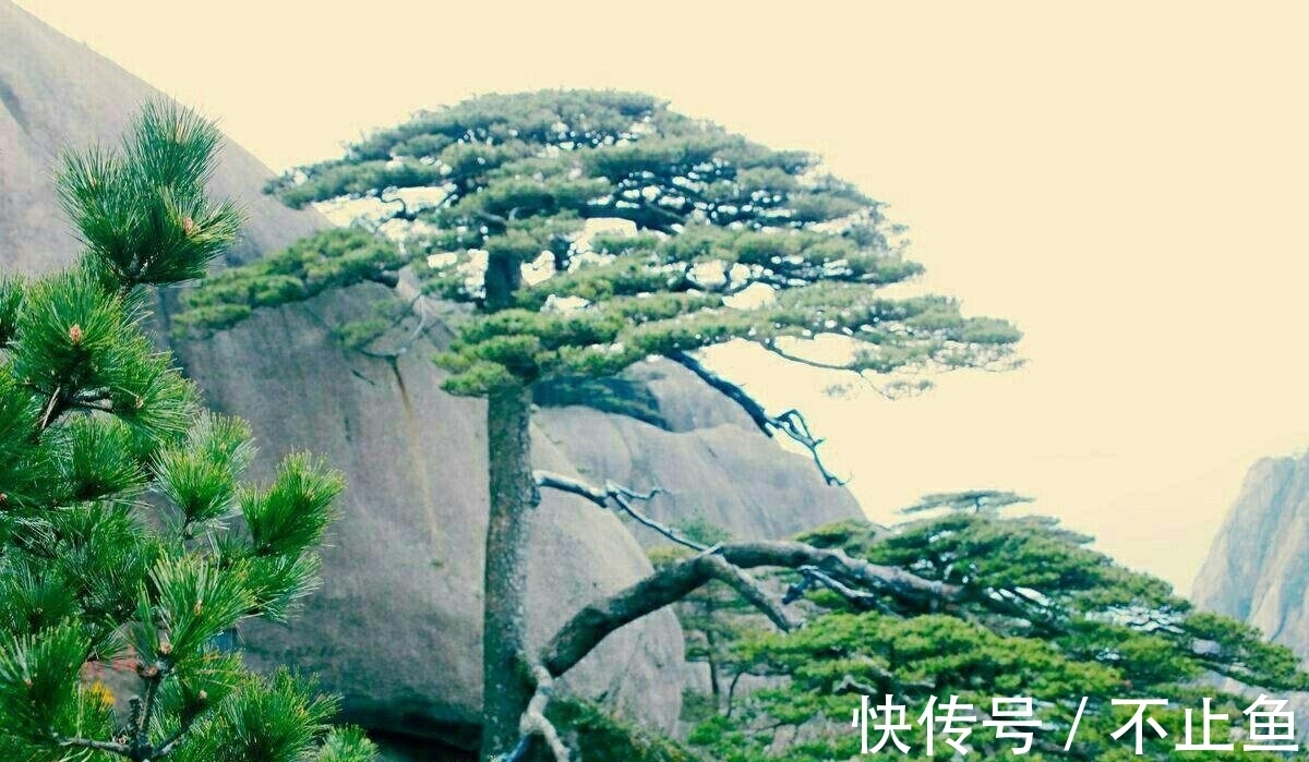 青松！唐朝李山甫一首《松》诗，写尽青松万千气象，抒发浓浓喜爱之情