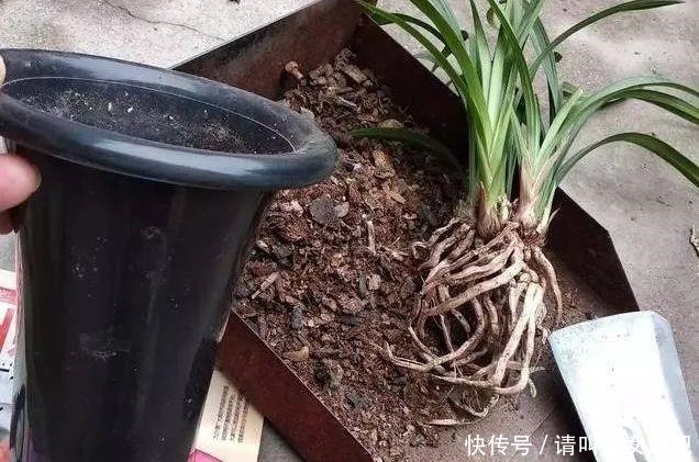 6种兰花,一开花香飘满屋,越养越值钱!6种兰花,一开花香飘满屋,越养越值钱!