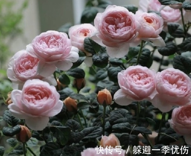 月季药害了怎么办,做好4点防药害,及时干预促生长