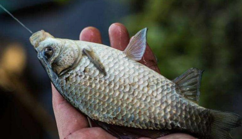 秘制诱钓结合的天然腥味鱼饵,鲫鱼鲤鱼抢着吃,制作简单实用!