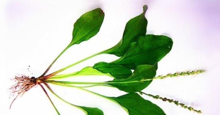 养生|车前草虽小,养生大功效多吃的顶级妙用,只有老中医才知道