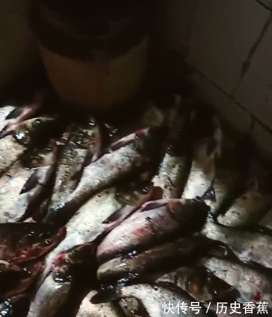 射鱼|江苏男子一天射鱼上百斤,网友热议:锚鱼已明确入刑,射鱼呢?