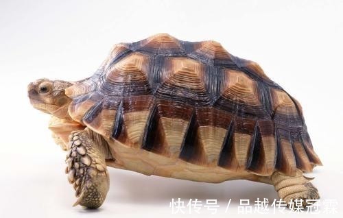 俗语&“龟背蛇腰不可交,瞟眼看人不用刀”有何意义?专家:听了不吃亏