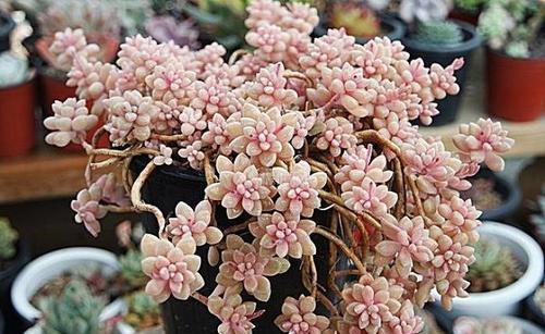 老桩|3款多肉现在养一盆正当时,号称“耐晒小可爱”,长成群生小老桩