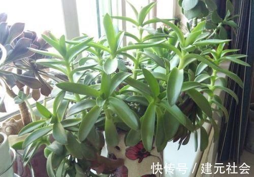 温差|多肉火祭叶片变绿是什么原因?为什么我的火祭一点都不红?
