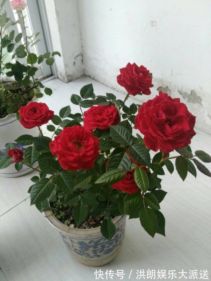 喜欢菊花，不如养株“珍稀名菊”雨润葵黄，似金黄葵花，鲜艳美丽