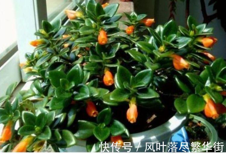 几种花,开花漂亮又好养,美爆了,叶子漂亮,还能开花