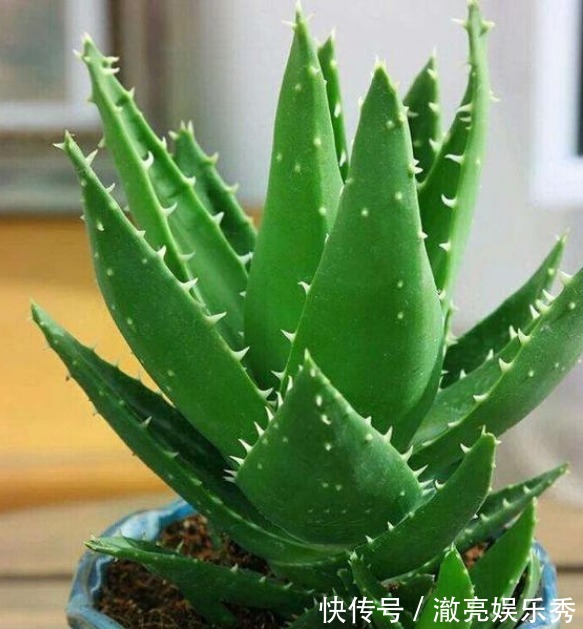 “4种花”非常适合养家里,夜里释放氧气,空气清新,助睡眠!