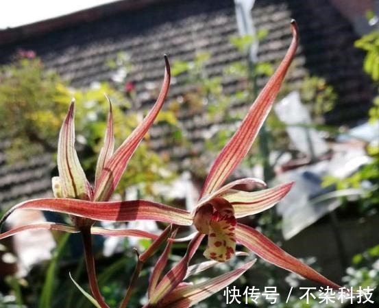 好的寒兰,叶是怎样的?花是怎样的?整体形态又是怎样的