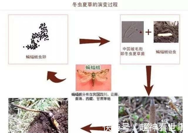 幼虫|被称为“神药”的冬虫夏草,如何走下了神坛?专家给出最好的解释