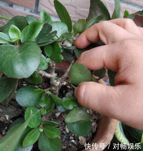 长寿花“沉默”不开花,剪下2根“重要枝”,1盆的花朵顶两盆