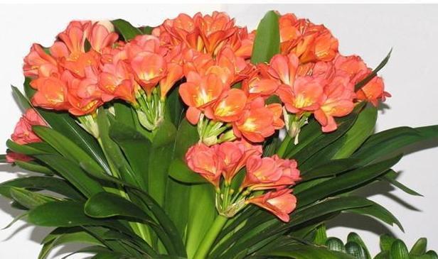 君子兰要想开花不断,此3点做好了,花箭嗖嗖长