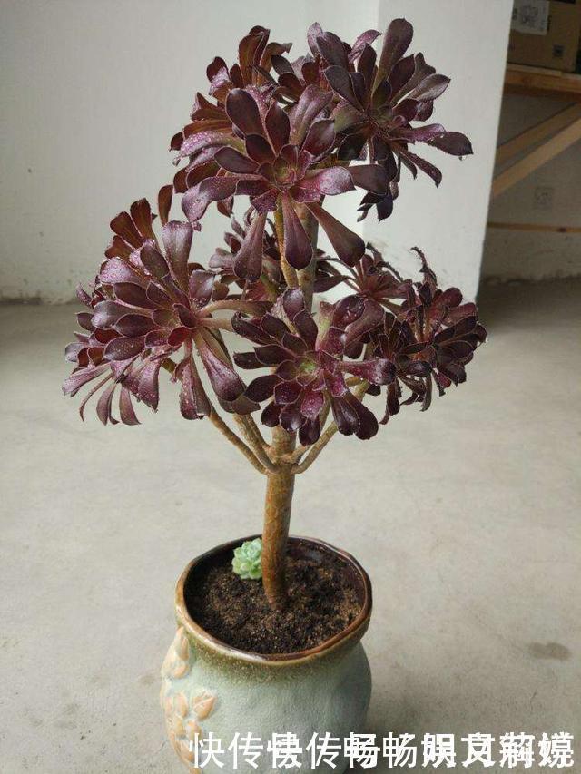 这些多肉很好养,容易养成“树”,还特别容易爆侧芽