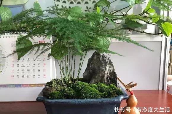 文竹“别乱放”,养家里这“3个地方”,叶子翠绿,笋芽嗖嗖冒!