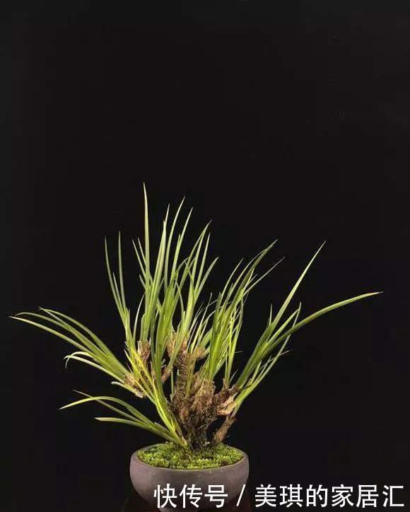 野草|路边野草,种盆里变成值钱盆景,超好养还好看