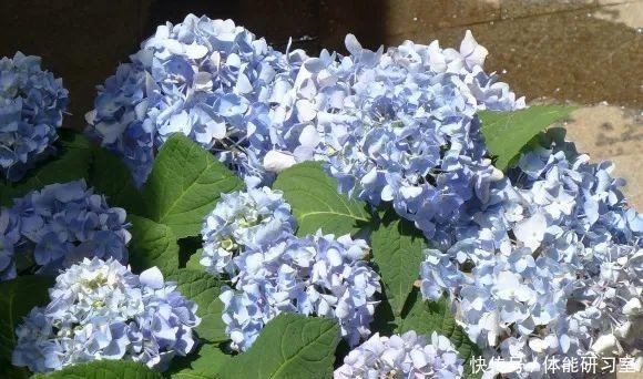 秋天的院子,养点喜欢的花,乐得自在!