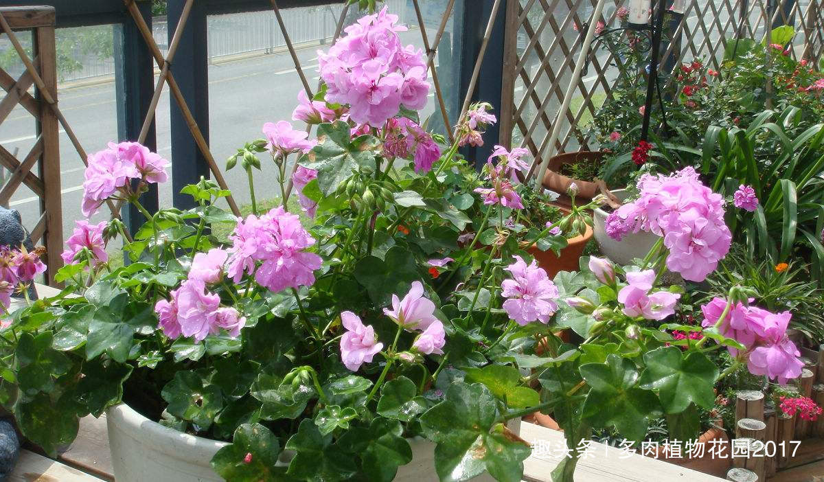 主枝|秋天给天竺葵剪几刀,来年开花更多