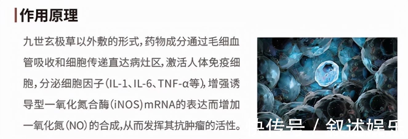 癌症|中医院独创“九世玄极草”,不手术不化疗即可歼灭肿瘤,靠谱吗?