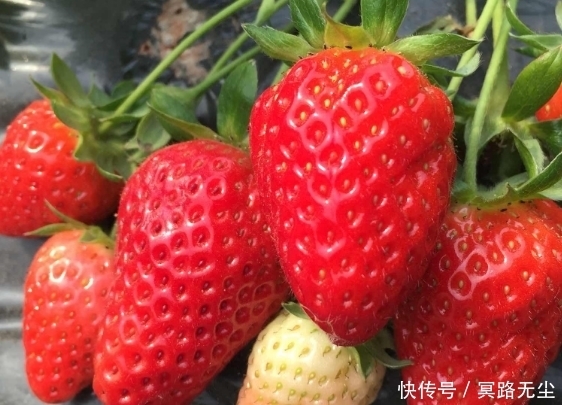 四季水果養生,多吃這些水果,防衰老抗癌、通便養顏,常吃才好!