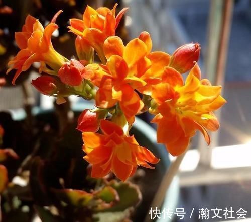 长寿花|养长寿花,将“4忌4喜”进行到底,爆盆开花只是分分钟的事情