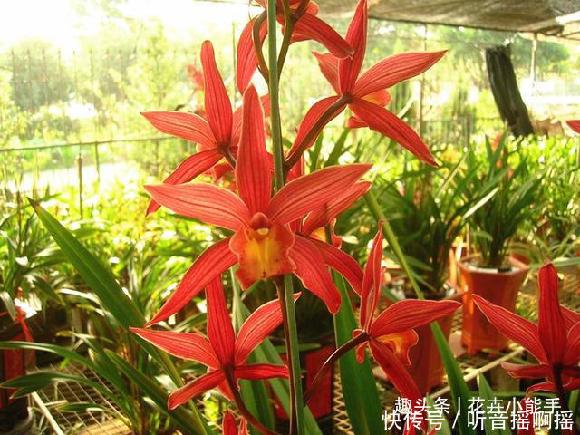 这款兰花长得漂亮又太爱开花，香味独特还浓郁，难怪这么多人喜欢