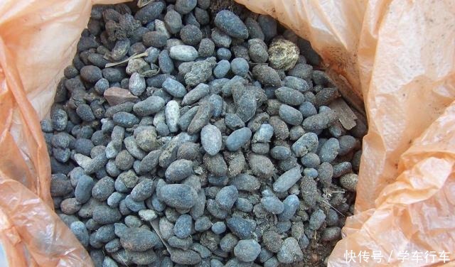 养君子兰,学会使用3种肥料,长得就像“大白菜”,天冷就开花!