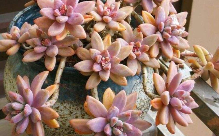 6种经典的普货多肉,新手也能养出好状态,冬天越晒叶片越美