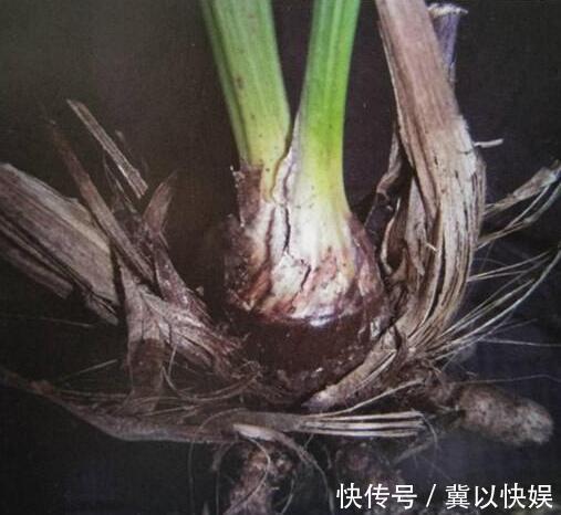 秋季兰花得茎腐病怎么办教你“4法”，找对病因，照样可以救活