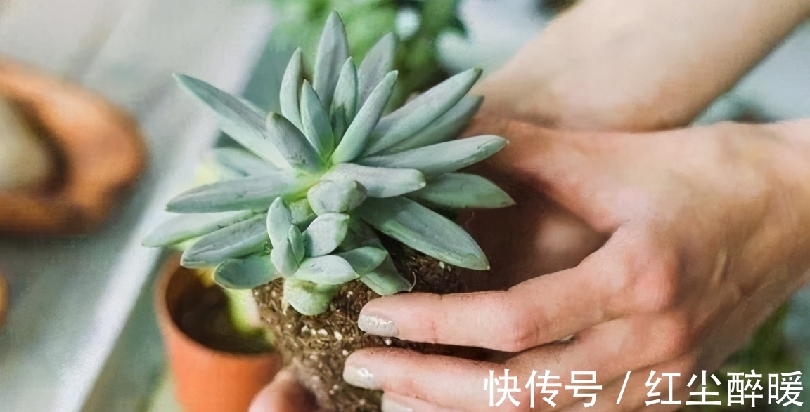 别再开心多肉长根了,茎干上长得越多植株问题越大,要及时处理