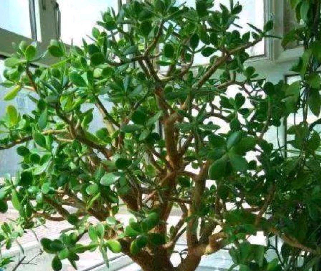 要想玉树春季美,教你几个小妙招,赶快来了解一下