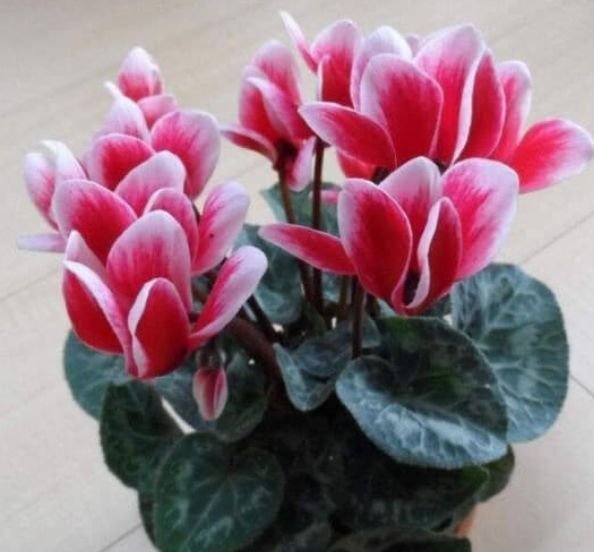 4种花美的出奇，一盆几十块，添绿意清空气，格调品味高！