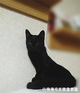 小猫|全球的猫都想屏蔽这个日本人,他到底做了多少沙雕手办?
