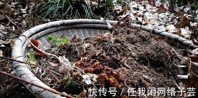 松针土的秘密,不在松针,也不在土,很多人种植兰花都用错了