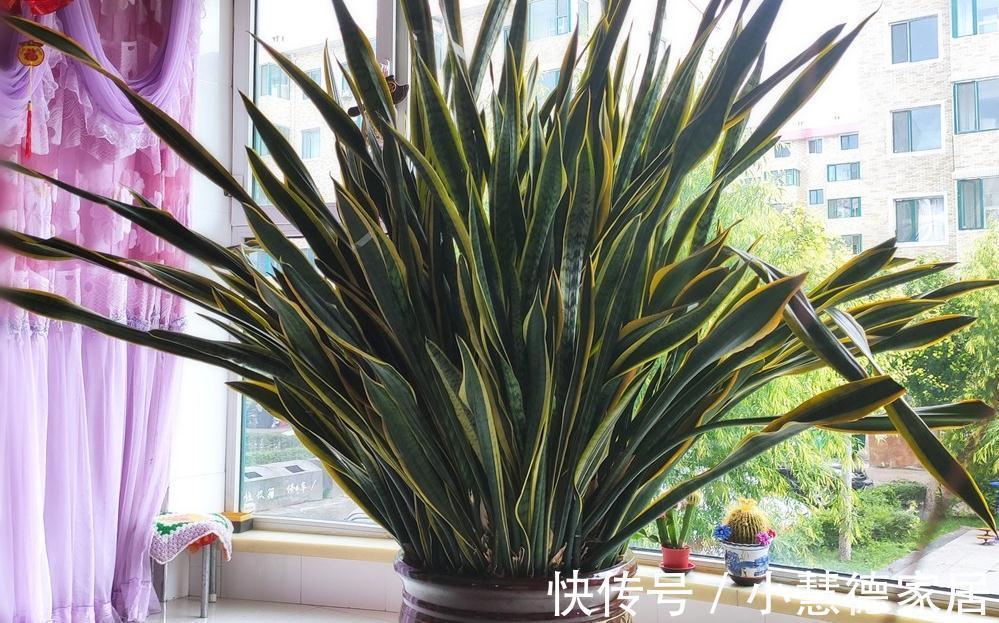 玉树|5种“懒人花”，自身有“储水器”，一个月不浇，一样长爆盆