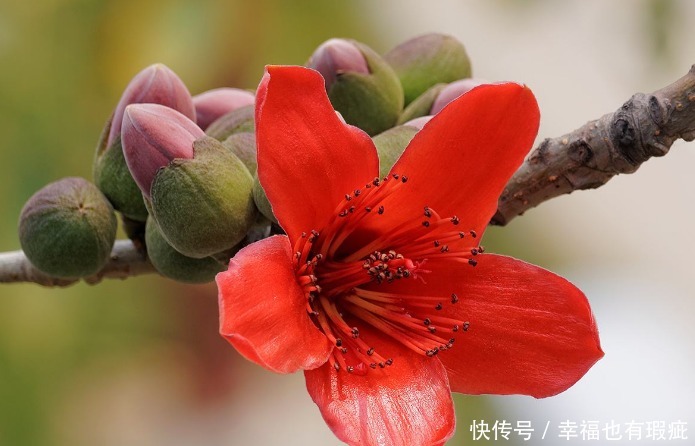 此花盛开时,娇艳的花朵宛如英雄的鲜血染红了树梢,十分绚丽夺目