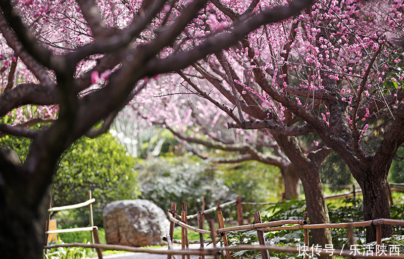 中年|百花争春时节，在西安，这些浪漫的事情一安排 ，想怎么嗨都行