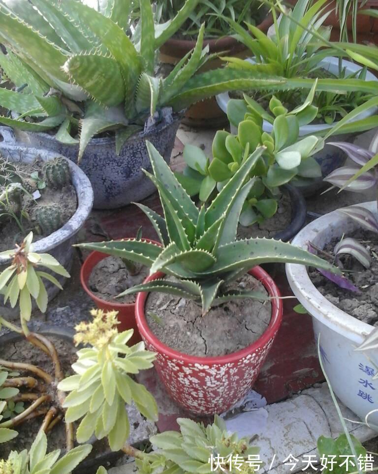 8种“漂亮花”,冬天要“虐着养”,越虐越健康,不然很难过冬