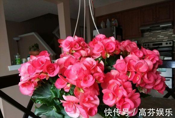 养护|养丽格海棠，做好这“4点”，叶子翠绿长势旺，花大色艳花量足！