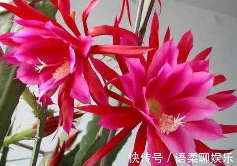 阳台养花,2种“姐妹花”一开就是“小花海”,花开一茬接一茬