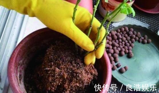 松针土|换盆先别忙,找到这3种材料旧土变新土,啥花也能用