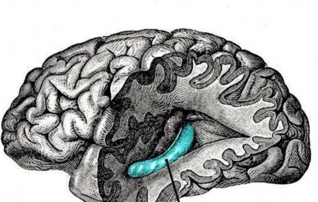 被骗|儿子的智商完全遗传自母亲还要被骗多久,这个锅妈妈不背!