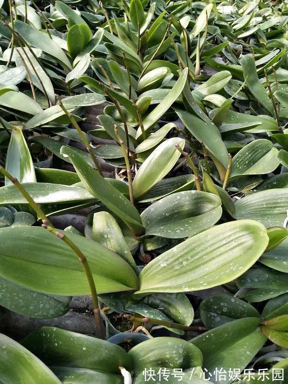 老桩|路边一堆“名贵花”,丢人也要捡,捡回家养2个月就开花!