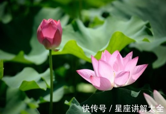 运势|到了年底，桃花朵朵开，喜事自然来，4属相生活如鱼得水