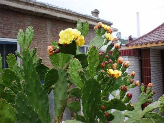 观音掌@千手观音掌,长到一米高,层层叠叠满“巴掌”,一层黄花一树果