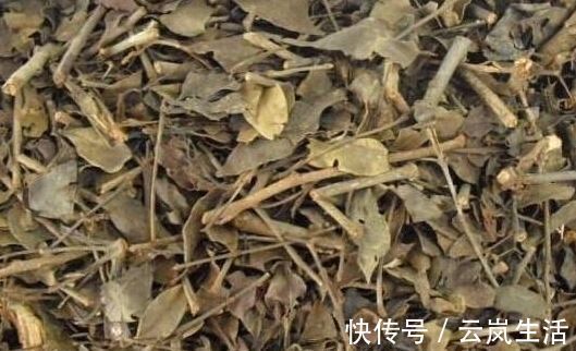 槐花|高血压的对手找到了,父母每天喝一杯,血压或许悄悄降下来