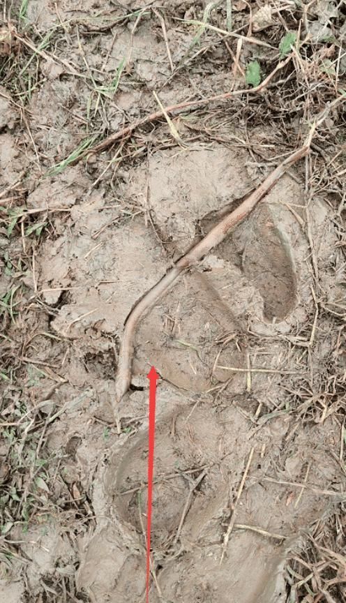 爬上来|“和朋友吃火锅,谁先爬上来谁先吃”我更关心怎么拿上来的……