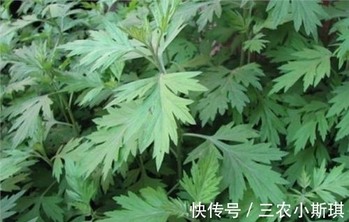 艾叶|艾叶草有什么功效